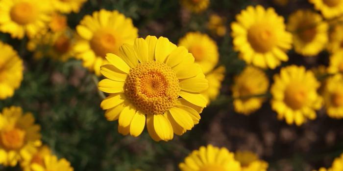 1920x1080 Yellow Daisy Flower Images as Best HD Wallpapers for Laptop 1080p