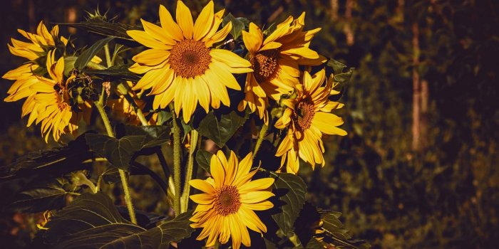1366x768 Download wallpaper 1366x768 sunflower, flowers, summer, yellow