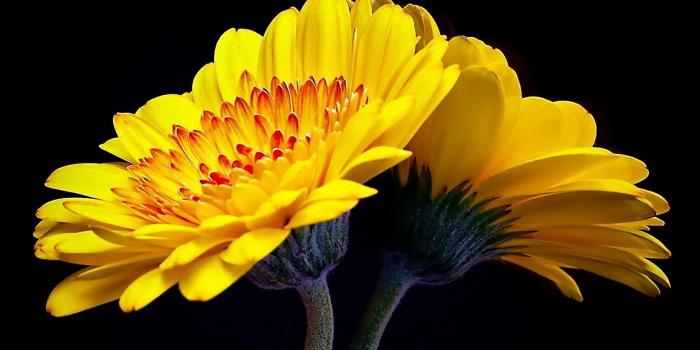 1920x1200 Yellow Flowers Wallpaper For Laptop