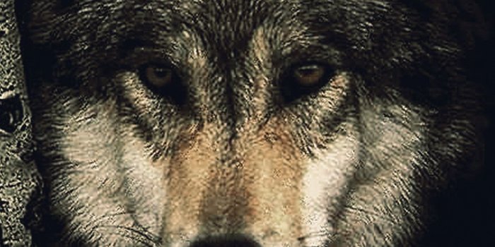 1080x1920 Wolf Wallpaper for iPhone (72+ images)