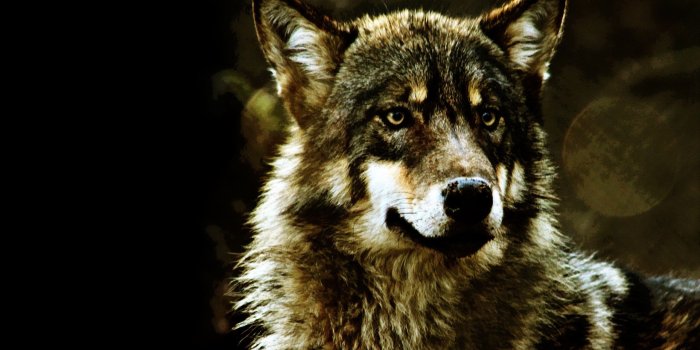 2560x1600 Beautiful Wolf Wallpaper (76+ pictures)