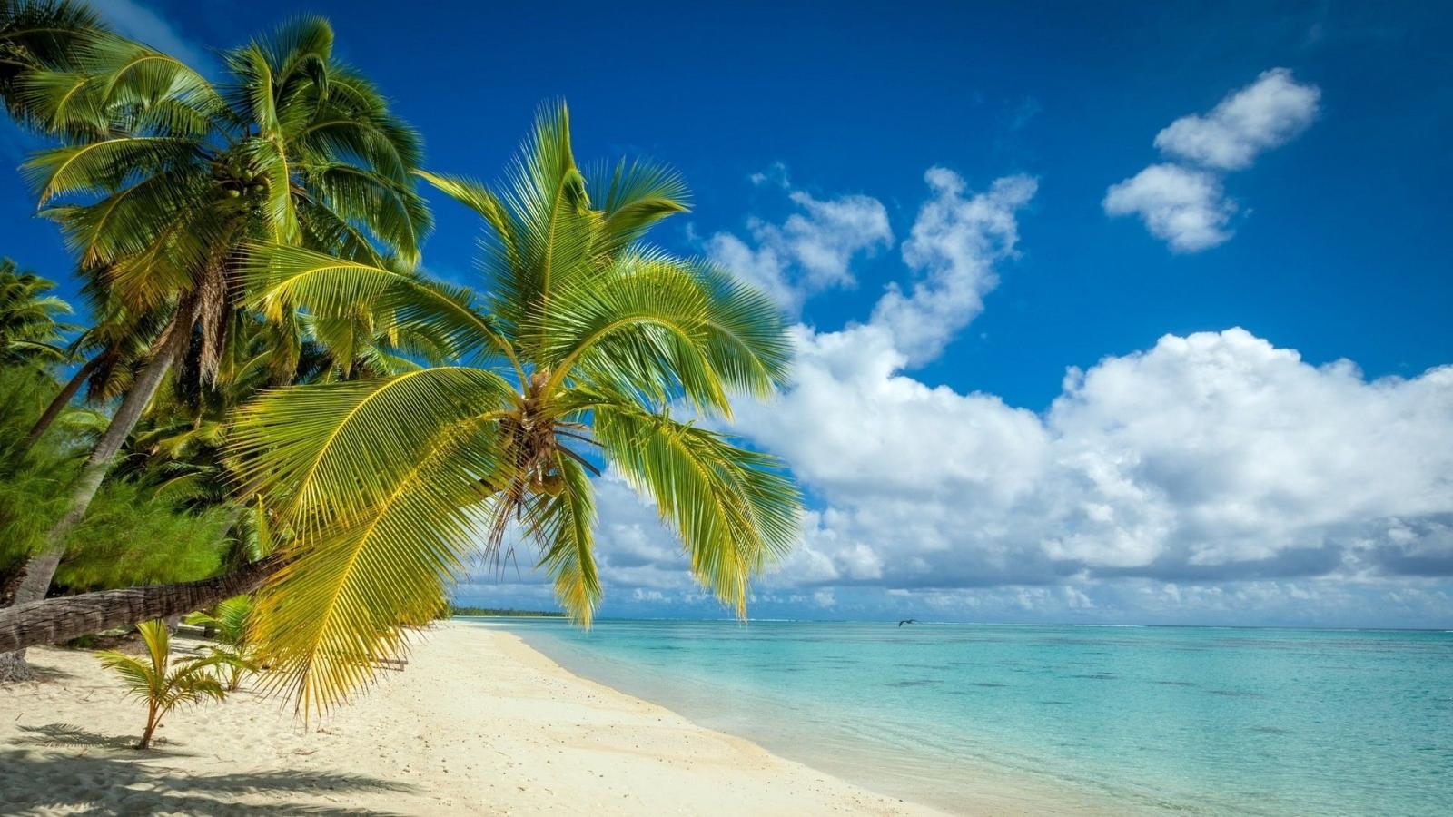 1920x1080 tropical beaches with palm trees wallpapers Lovely unique hawaii hd