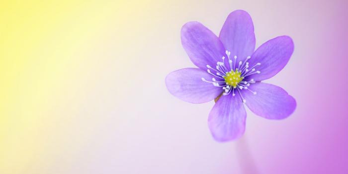 2000x1333 Cute and Colorful ❤ 4K HD Desktop Wallpaper for 4K Ultra HD TV