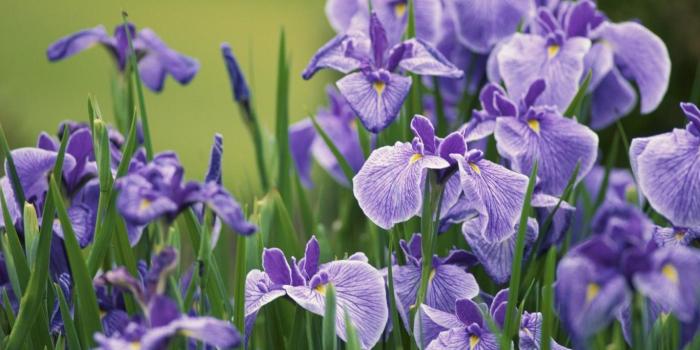 1366x768 60+ Iris Flower Wallpapers - Download at WallpaperBro