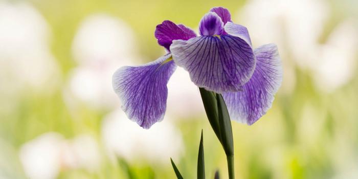 1920x1080 Purple Iris Flower HD Wallpaper | Aquawing (Me)✌✨~~ | Iris flowers