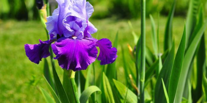 2560x1440 Iris [10] wallpaper - Flower wallpapers - #32906