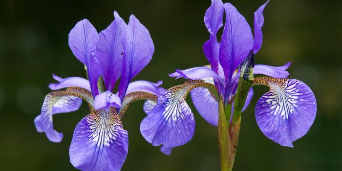 2560x1600 Iris wallpaper - Flower wallpapers - #2999