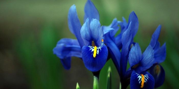 1024x768 blue iris | Free Blue Iris Wallpaper - Download The Free Blue Iris