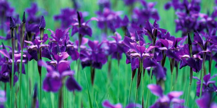 1920x1200 iris flower hd widescreen wallpaper / flowers backgrounds