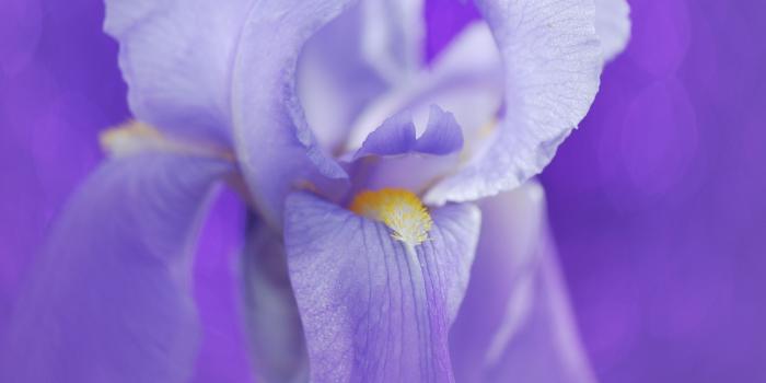 3840x2400 Iris Flower ❤ 4K HD Desktop Wallpaper for 4K Ultra HD TV • Wide