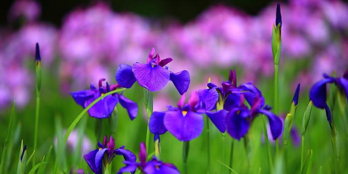 1280x800 Iris Flower - Sword Like Leaves Blooms in Spring