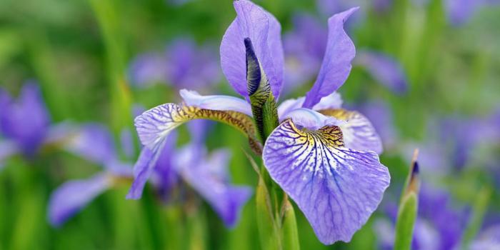 1920x1200 Purple iris wallpaper - Flower wallpapers - #39893