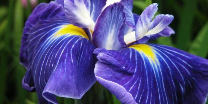 1024x768 Free Wallpaper - Free Flower wallpaper - Iris Flower wallpaper