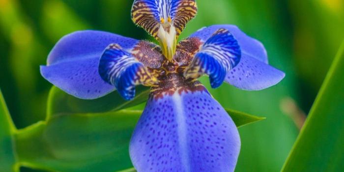 1024x1024 Iris Flower Petals Wallpaper - [1024x1024]