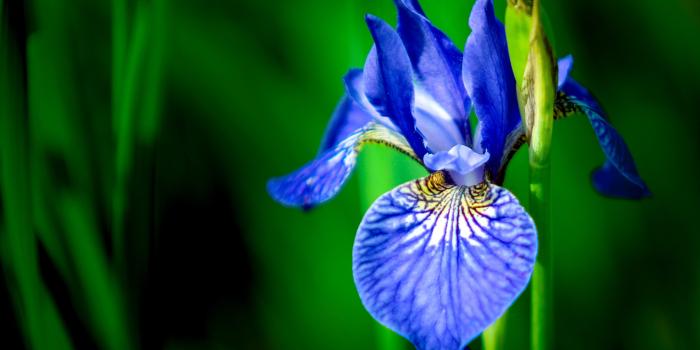 5087x3362 Blue iris flower in close up photography HD wallpaper | Wallpaper Flare