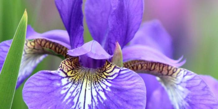 720x1280 Earth/Iris (720x1280) Wallpaper ID: 626580