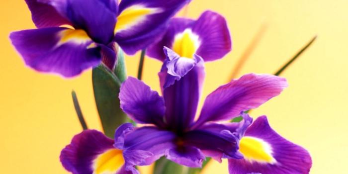 1216x942 Nature Iris Flower Wallpaper Desktop | Wallpapers Ninja