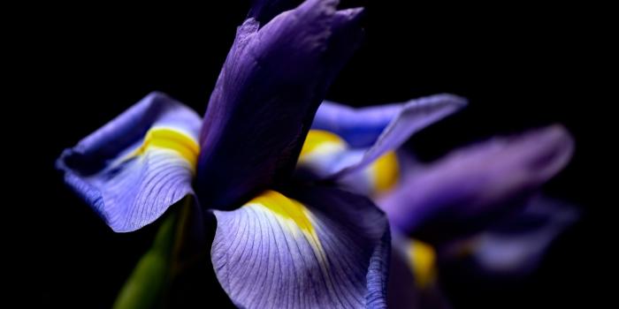 2560x1600 Wallpaper Iris flower macro photography, black background 2560x1600