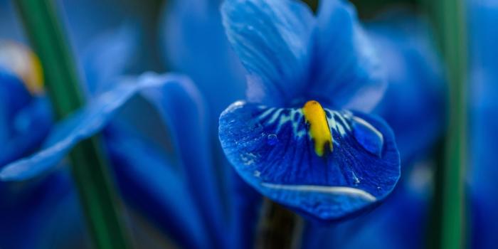 1920x1080 Blue Iris Flower Macro - Wallsfield.com | Free HD Wallpapers