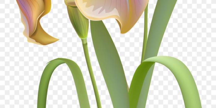 900x1540 Flower Irises Desktop Wallpaper Clip art - lilly png download - 2362