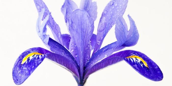 1024x768 Water Drops on a Purple Iris Flower ❤ 4K HD Desktop Wallpaper for