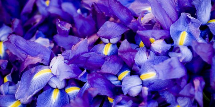 4289x2838 109678 #5k, #purple, #macro, #flowers, #Iris, #4k wallpaper | Nature