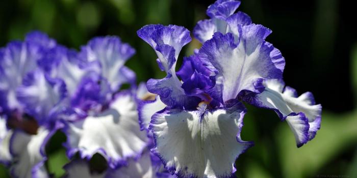 1920x1080 47+] Iris Flower Wallpaper on WallpaperSafari