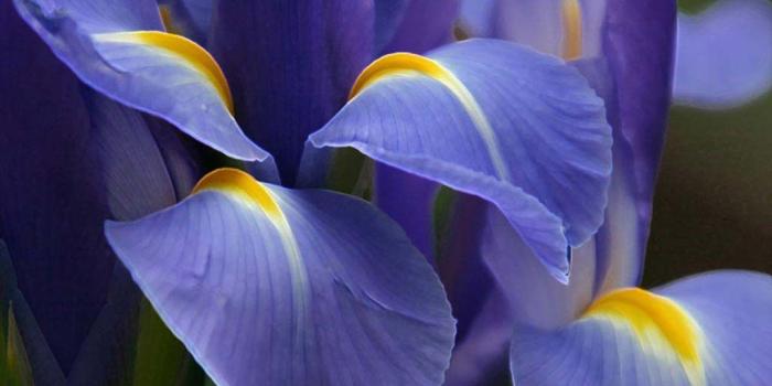 1024x768 Purple Flower Image for Fb Sharing | flowers | Iris flowers, Purple