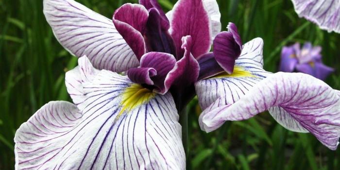 1024x768 Free Wallpaper - Free Flower wallpaper - Iris Flower wallpaper