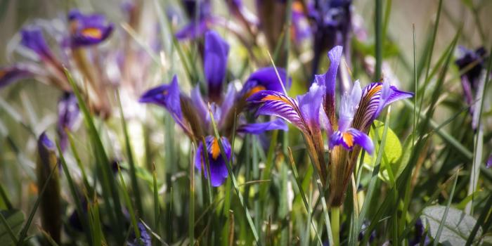 5745x3830 Selective focus photo of purple Iris flowers HD wallpaper