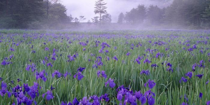 1680x1050 Foggy purple irises wallpaper - Flower wallpapers - #41162
