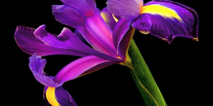 1920x1080 Free download Iris on black background wallpapers and images