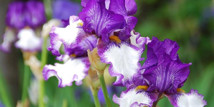 1920x1200 Iris HD Wallpaper | Background Image | 1920x1200 | ID:430094