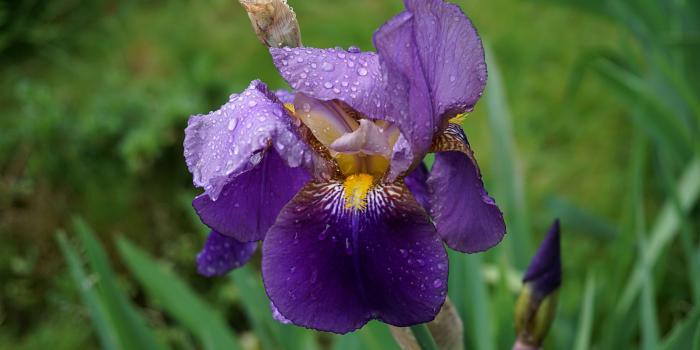 2560x1440 Download 2560x1440 Wallpaper Water Drops On Iris Flower, Dual Wide