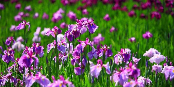 1280x800 Iris flower wallpaper Gallery