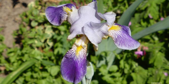 2560x1440 Iris germanica wallpapers - Barbaras HD Wallpapers