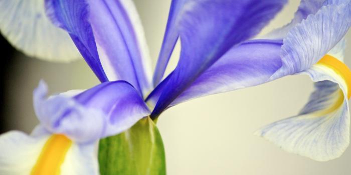 3840x2400 Purple Iris Flower ❤ 4K HD Desktop Wallpaper for 4K Ultra HD TV