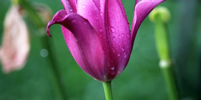 2730x4096 Purple Iris Flower Most Beautiful Plants Wallpaper Pictures