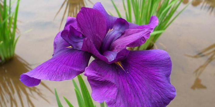 1920x1080 Download wallpaper 1920x1080 iris, flower, bright, water, close-up