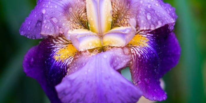 750x1334 Earth/Iris (750x1334) Wallpaper ID: 664653