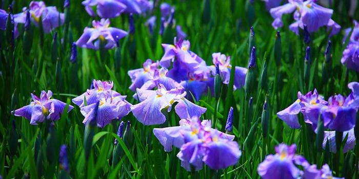 1280x800 18308 iris flower wallpaper