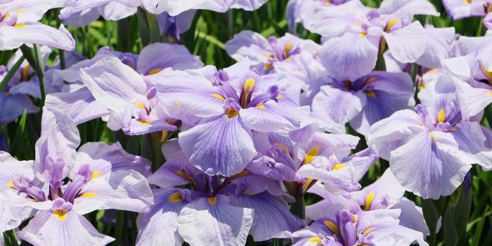 1280x720 Iris Flower Wallpaper for Android - APK Download