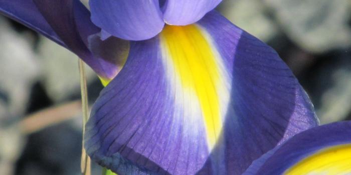 3072x2304 Flowers: Flowers Flora Irises Heart Plants Iris Wallpapers Pictures