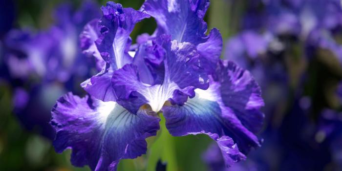 3840x2160 Ultra HD Wallpaper, flower 4K | Flower Petals Wallpapers 3840×2160