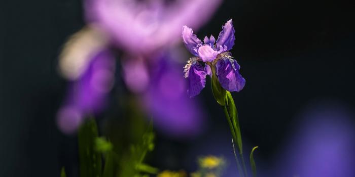 2880x1800 Wallpaper Purple iris flower close-up, hazy background 2880x1800 HD