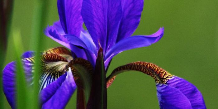 1045x930 Purple Iris Flower Wallpaper by xrscorpio - ca - Free on ZEDGE™