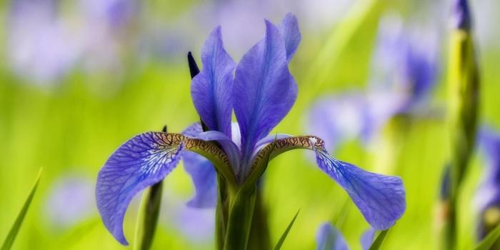 1920x1200 Flower: Iris Flowers Beautiful Purple Field Spring Petals Unique