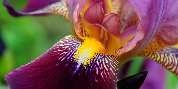 1920x1080 Beautiful iris wallpaper - Flower wallpapers - #44884