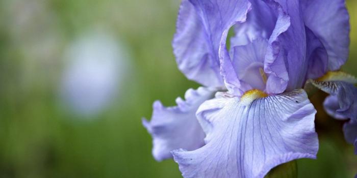 1280x1024 Iris Wallpapers Flower Wallpapers Desktop Background
