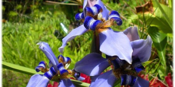 1024x768 Iris Tag wallpapers: Iris Blue Grandmother Flowers Flower Hd Quality